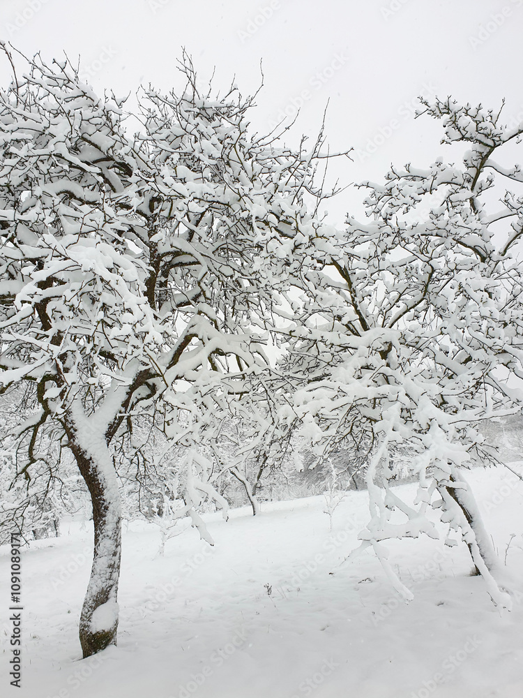 trees in garden under white snow - winter in Croatia