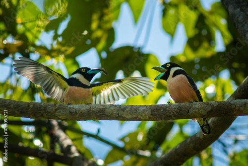 A pair of female and male black and yellow broadbill (Eurylaimus ochromalus) courtship display on a branch, the male is offering a centipede to the female as a gift, natural background photo