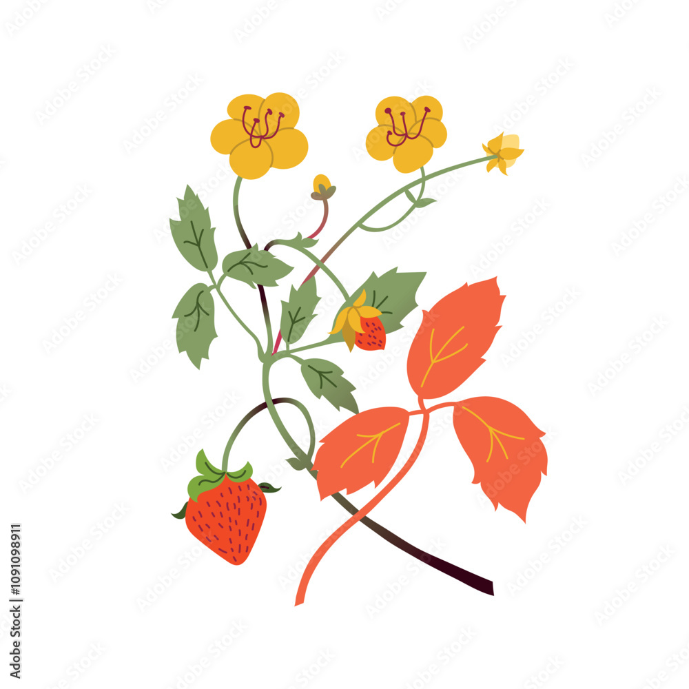 Strawberry plant