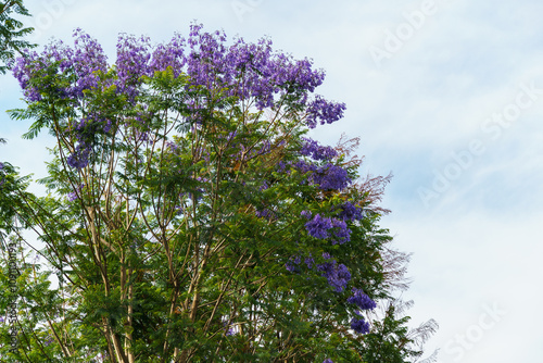 Branches of Jacaranda with purple flowers surrounded by green carved leaves in public landscaped city park 