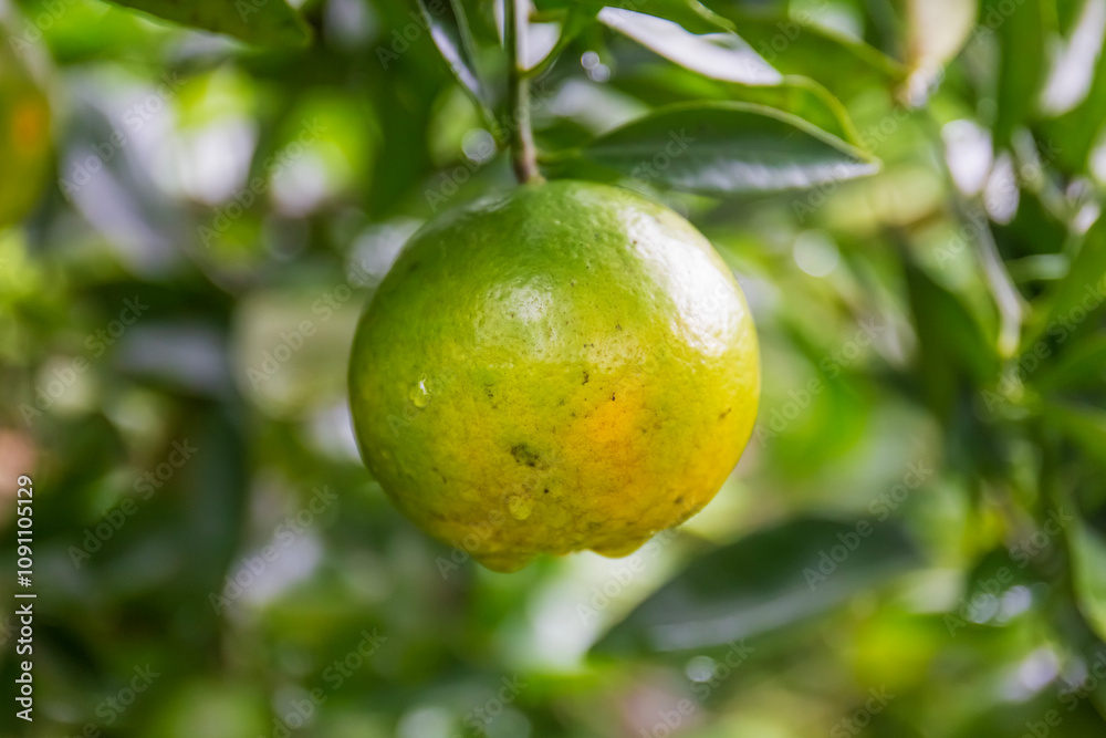 Fresh oranges on the tree in the garden. Fresh oranges on the tree in the garden.
