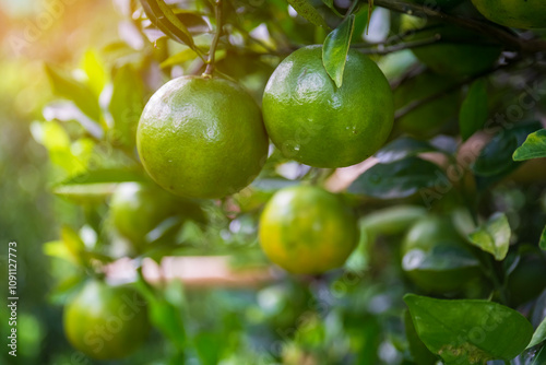 Fresh oranges on the tree in the garden.