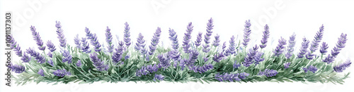 Watercolor lavender flowers, a long horizontal row of lavender plants.