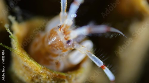 Amphipoda Crustacea Ericthonius difformis, family Ischyroceridae. They live in colonies and build tubular houses for protection from predators. White sea photo