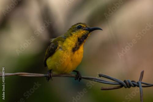 The olive-backed sunbird (Cinnyris jugularis ), also known as the yellow-bellied sunbird, is a species of sunbird found from Southern Asia to Australia. photo