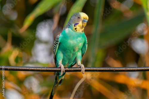 The budgerigar (Melopsittacus undulatus), also known as the common parakeet, shell parakeet or budgie is a small, long-tailed, seed-eating parrot native to Australia photo