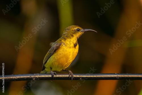 The olive-backed sunbird (Cinnyris jugularis ), also known as the yellow-bellied sunbird, is a species of sunbird found from Southern Asia to Australia. photo