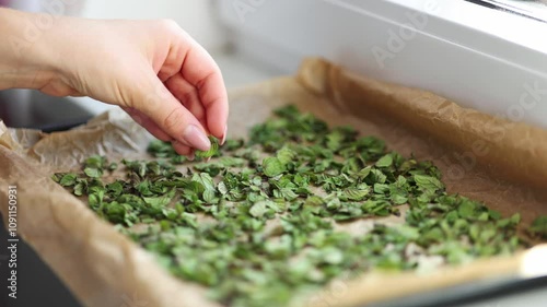 Female hand hold mint leaf. Natural drying at home. Green dried mint on wax paper.