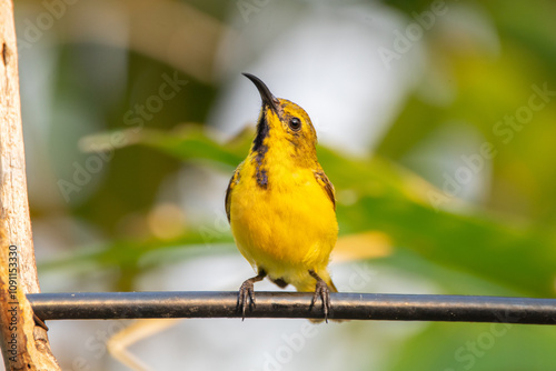 The olive-backed sunbird (Cinnyris jugularis ), also known as the yellow-bellied sunbird, is a species of sunbird found from Southern Asia to Australia. photo