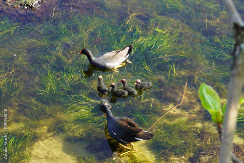 Family of Common Gallinule Birds in a Tranquil Pond photo