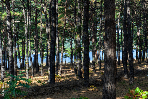 Beautiful lakeside panoramic view with blue sky in the park.