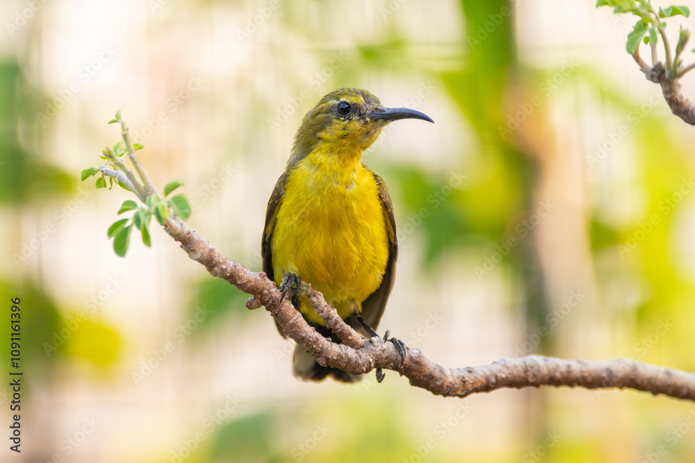 Fototapeta premium The garden sunbird (Cinnyris jugularis), previously known as the olive-backed sunbird, is a species of passerine bird in the family Nectariniidae