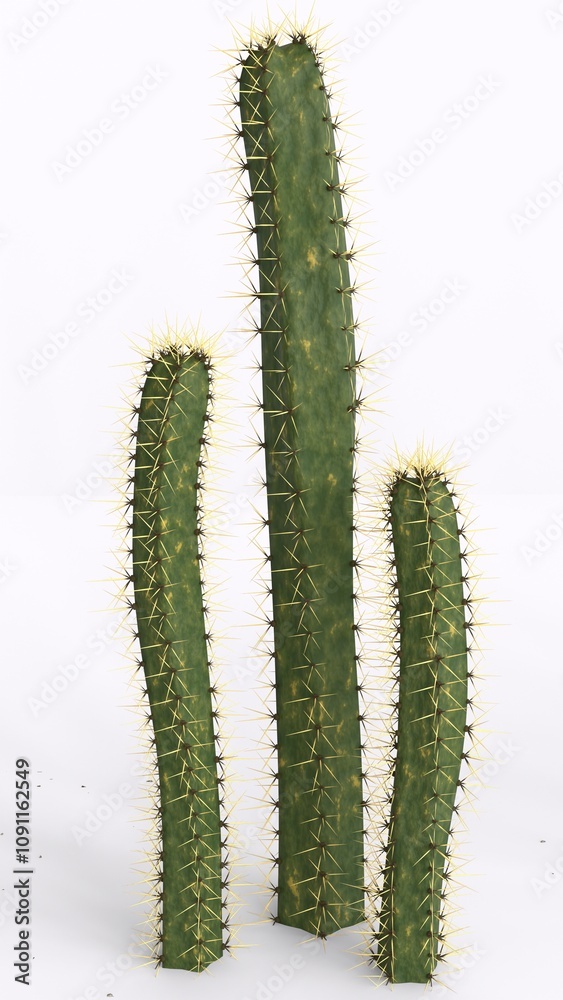 Cactus Plant with white background Cactus Plant with white background