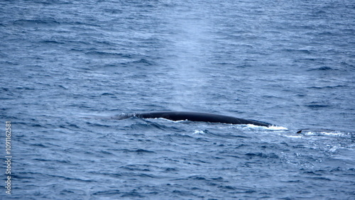 Fin whale (Balaenoptera physalus) blowing at the surface, off of Elephant Island, in the South Shetland Islands, Antarctica photo