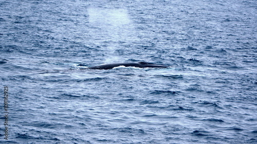 Fin whale (Balaenoptera physalus) blowing at the surface, off of Elephant Island, in the South Shetland Islands, Antarctica photo