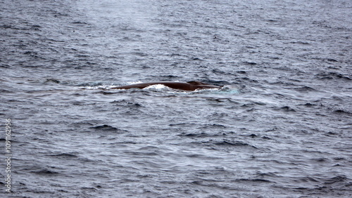 Fin whale (Balaenoptera physalus) blowing at the surface, off of Elephant Island, in the South Shetland Islands, Antarctica