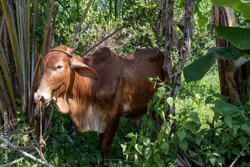 A brown Philippine cow is taking shade among trees in the Batangas province. Rural life in the Philippines photo