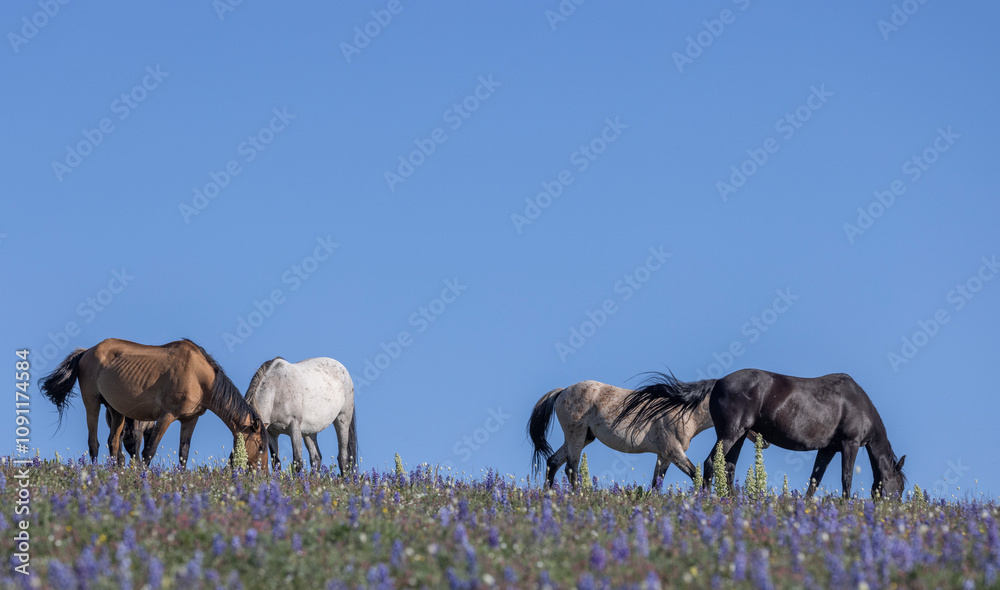 Obraz premium Wild Horses in the Pryor Mountains Montana in Summer