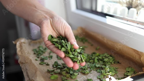 Close-up of human hands scatters mint leaves on wax paper. Natural drying at home