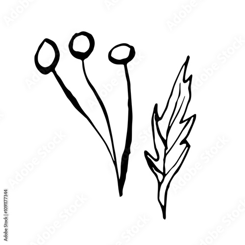 Sketch of Seaweed. Vector algae illustration of the underwater world painted by black inks. Hand drawn Graphic line art of sea life. Underwater plants in outline style for design label, postcards