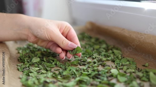Female hand hold mint leaf. Natural drying at home. Green dried mint on wax paper.