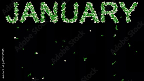 Beautiful illustration of January text with green leaves and white daisy flowers on plain black background