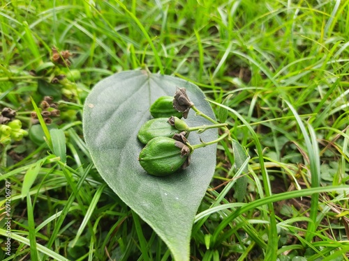 Nyctanthes arbor tristis fruits. It's other names  night blooming jasmine, tree of sorrow flower, coral jasmine and  shiuli. Harsigar or parijat fruits. photo