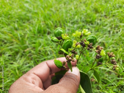 Nyctanthes arbor tristis fruits. It's other names  night blooming jasmine, tree of sorrow flower, coral jasmine and  shiuli. Harsigar or parijat fruits. photo