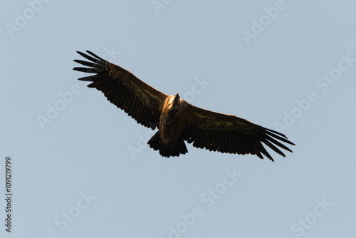 Vautour fauve,.Gyps fulvus, Griffon Vulture, Parc naturel régional des grands causses 48, Lozere, France