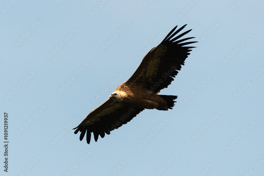 Fototapeta premium Vautour fauve,.Gyps fulvus, Griffon Vulture, Parc naturel régional des grands causses 48, Lozere, France
