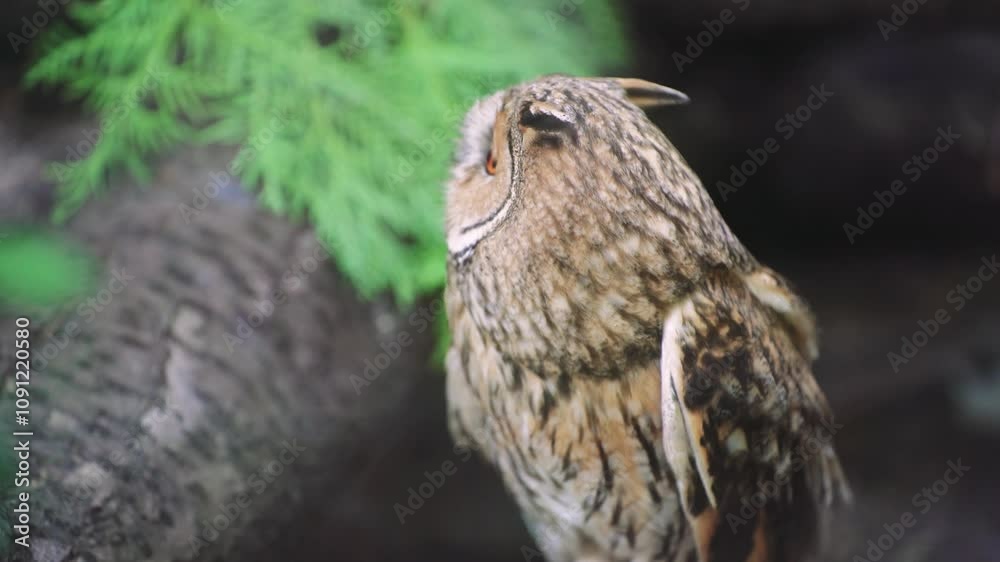 A charming owl sits peacefully in its natural forest environment, surrounded by leaves and a tree trunk. Wildlife in harmony with nature. A charming owl sits peacefully in its natural forest environment, surrounded by leaves and a tree trunk. Wildlife in harmony with nature.