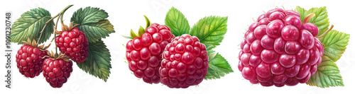 Fresh Raspberries with Green Leaves on Transparent Background