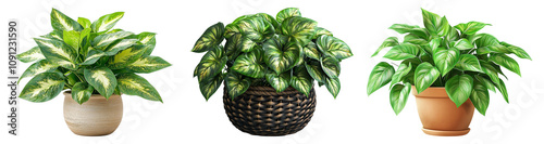 Lush Indoor Plants on Transparent Background