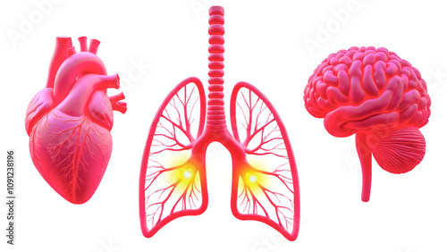Illustration depicting internal organs, heart, bronchi, brain. Isolation on a transparent background.