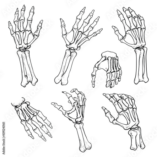 Anatomical Sketches of Hand Bones and Finger Joints