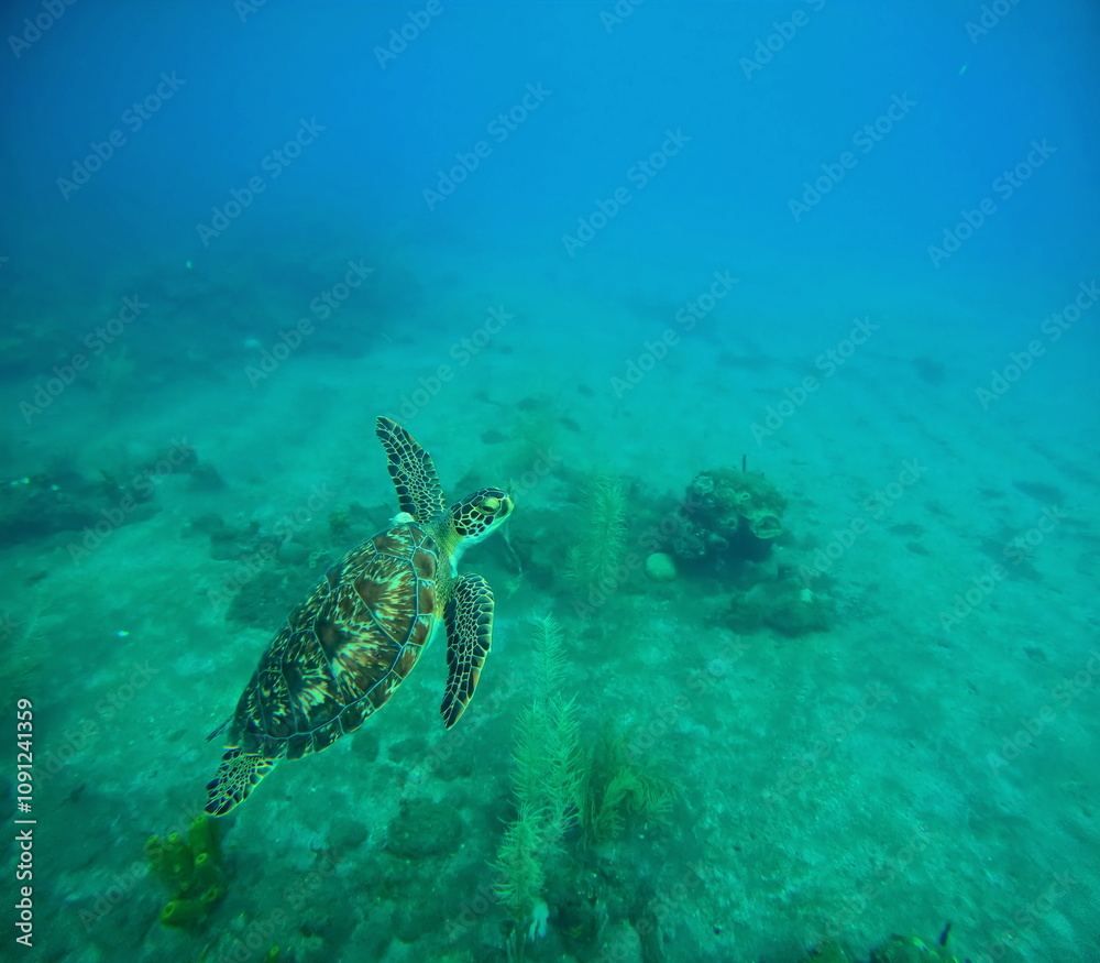 Obraz premium green sea turtle in caribbean sea, swimming to the surface. Underwater photo of chelonia mydas reptile. Guadeloupe wildlife