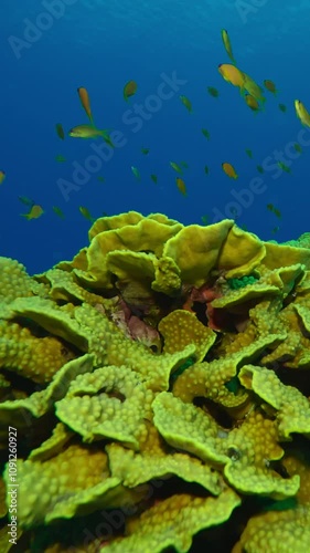 Vertical video, Close up of colorful tropical fish swims around the bright coral with in evening light, Anthias, Pseudanthias squamipinnis over Lettuce coral, Turbinaria reniformis photo