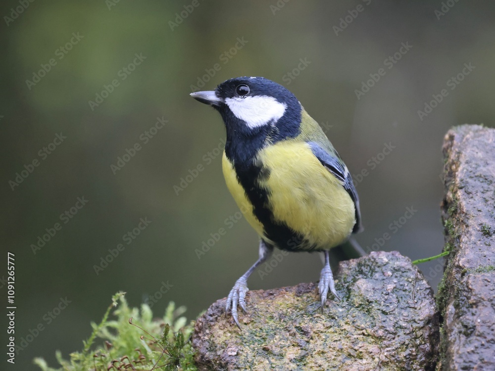Naklejka premium Great tit in a tree