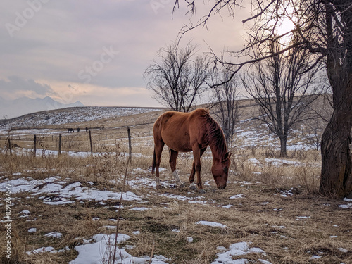 Horse grazes in the field. View of autumn, winter or spring landcape with mountains and hills. Vivid natural scenery photo.