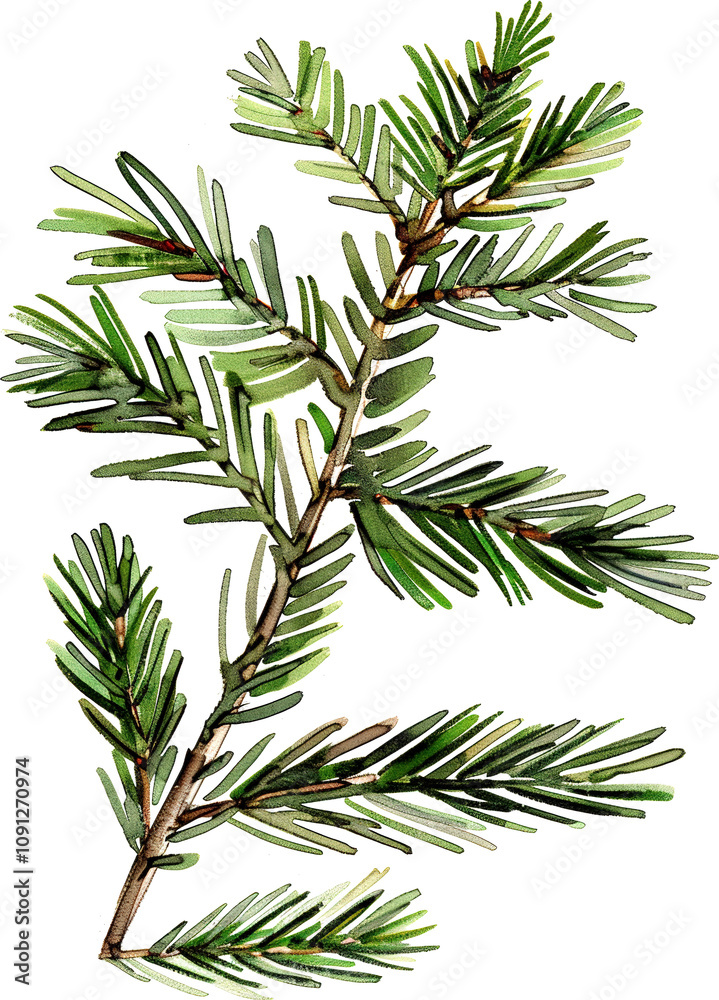 Fototapeta premium Illustration of an evergreen branch