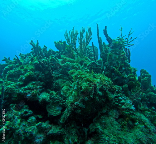 caribbean coral reef, underwater photo during a dive in Guadeloupe with sea surface and tock with corals and sea sponges