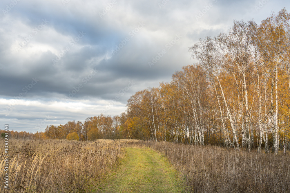 Fototapeta premium A path winds through a field of tall grass and trees