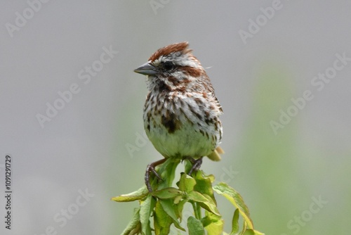 song sparrow bird perched on plant photo