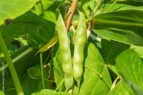 Pods of Phaseolus vulgaris, the common bean.
