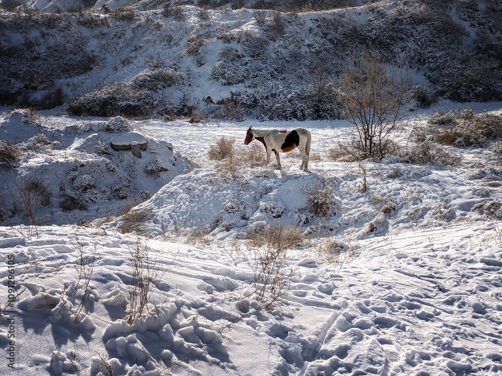 Naklejka premium Horse grazes in the field. View of winter landcape with mountains and hills. Vivid natural scenery photo.