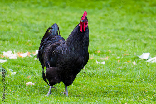 Australorp Hühner auf einem Bauernhof photo