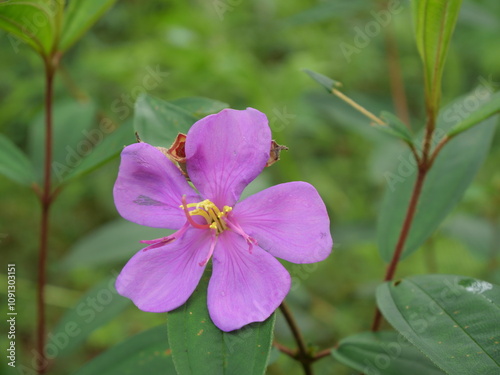 Seduduk Fruits  [Melastoma malabatricum] is a wild plant whose flowers have purple crowns. Sundanese people call it harendong, in Java it is called kluruk or Seduduk