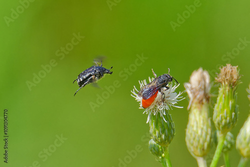 Blutbiene mit anfliegendem Trauerrosenkäfer photo