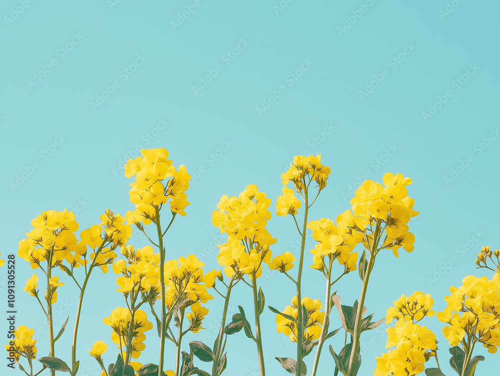 Obraz premium Yellow wildflowers against a blue sky, gently swaying in the breeze. The image has plenty of copy space, ideal for eco-themed designs or backgrounds.