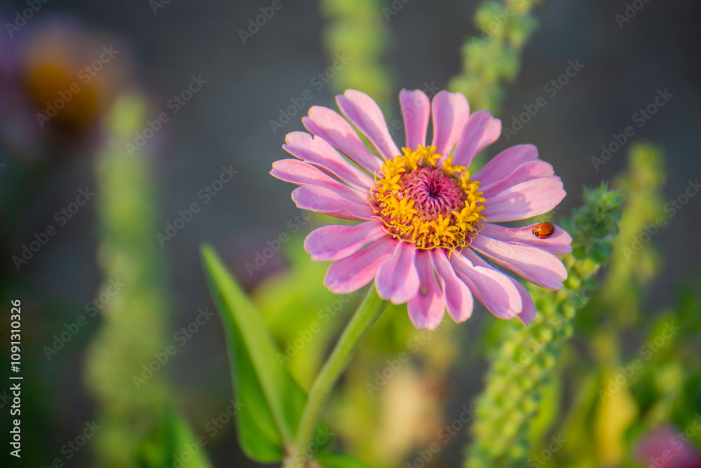 Obraz premium Purple marigold, soft evening sunlight